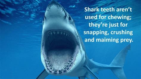 weird shark facts